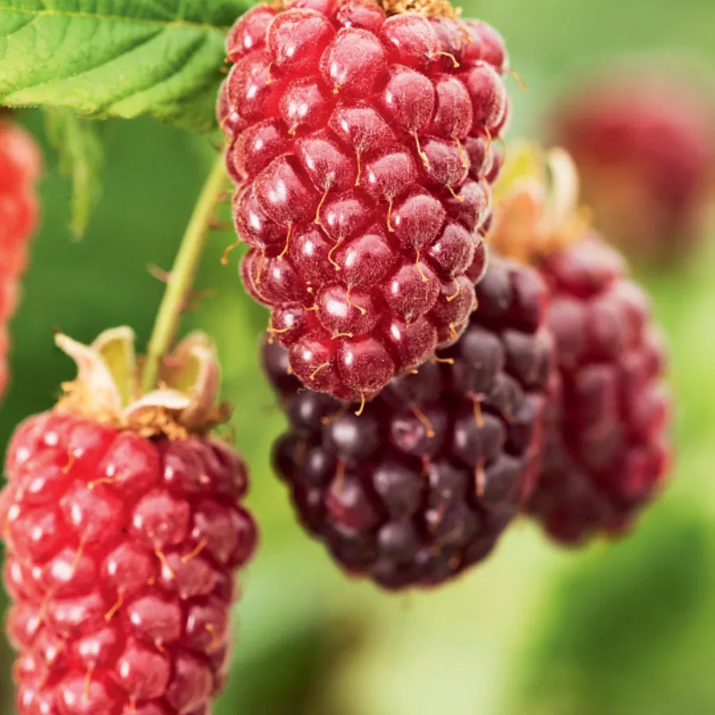 Tayberry Fruit Plant