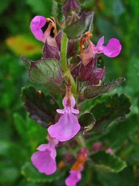 Teucrium chamaedrys | wall germander
