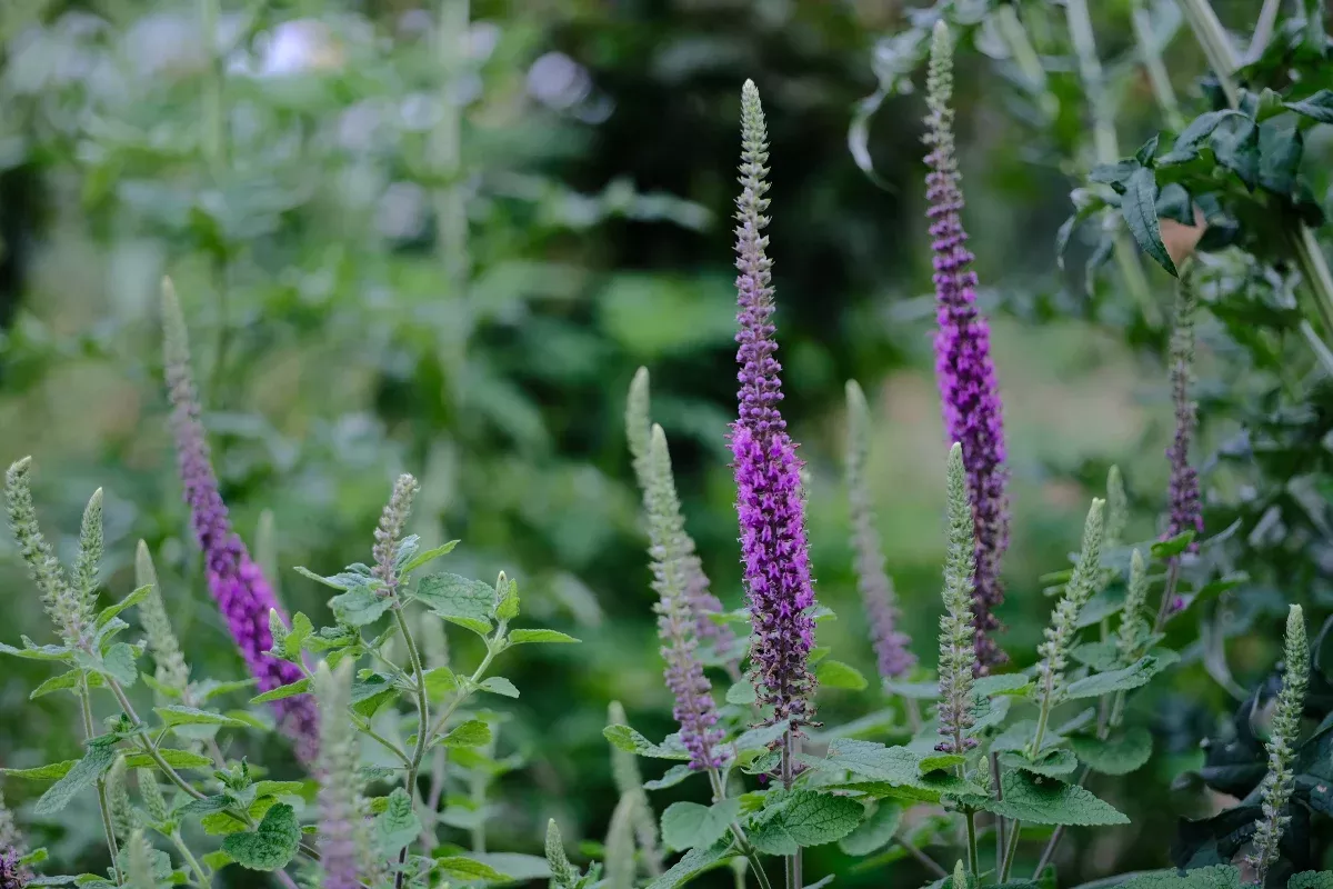 Teucrium hircanicum | Iranian wood sage