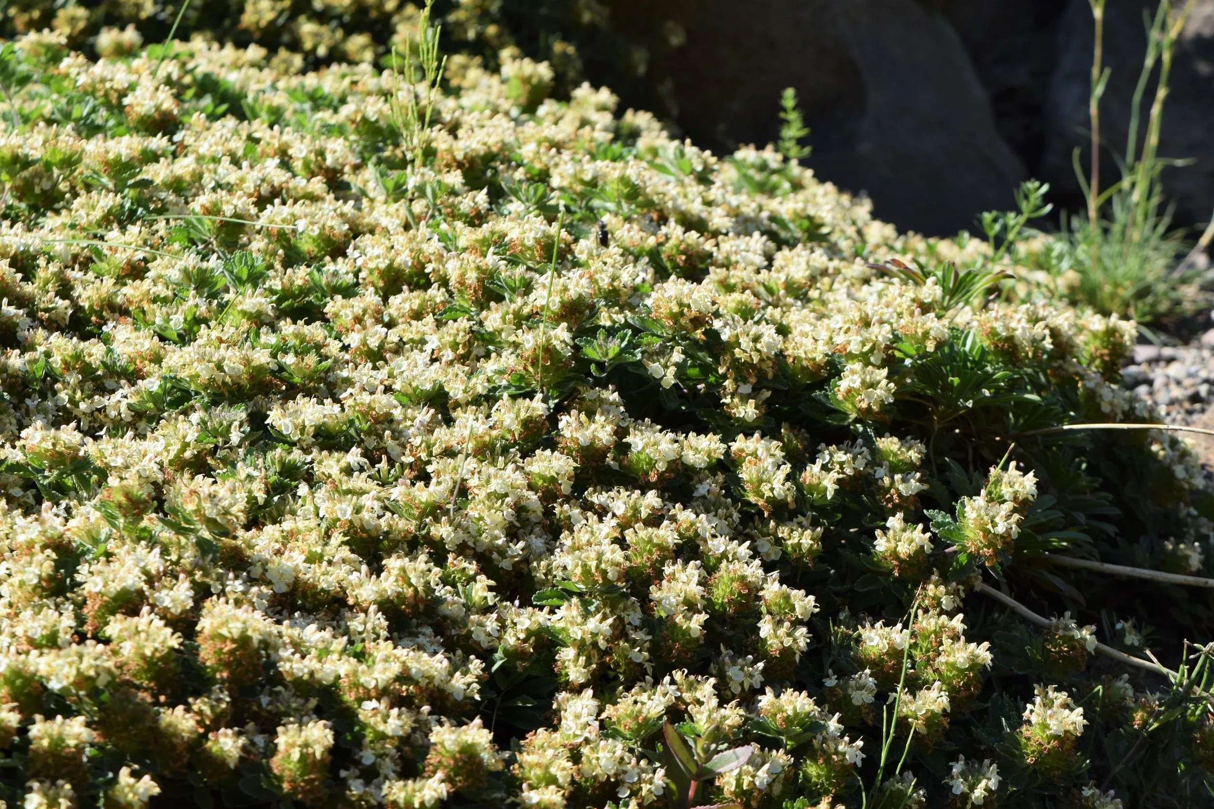Teucrium montanum | mountain germander