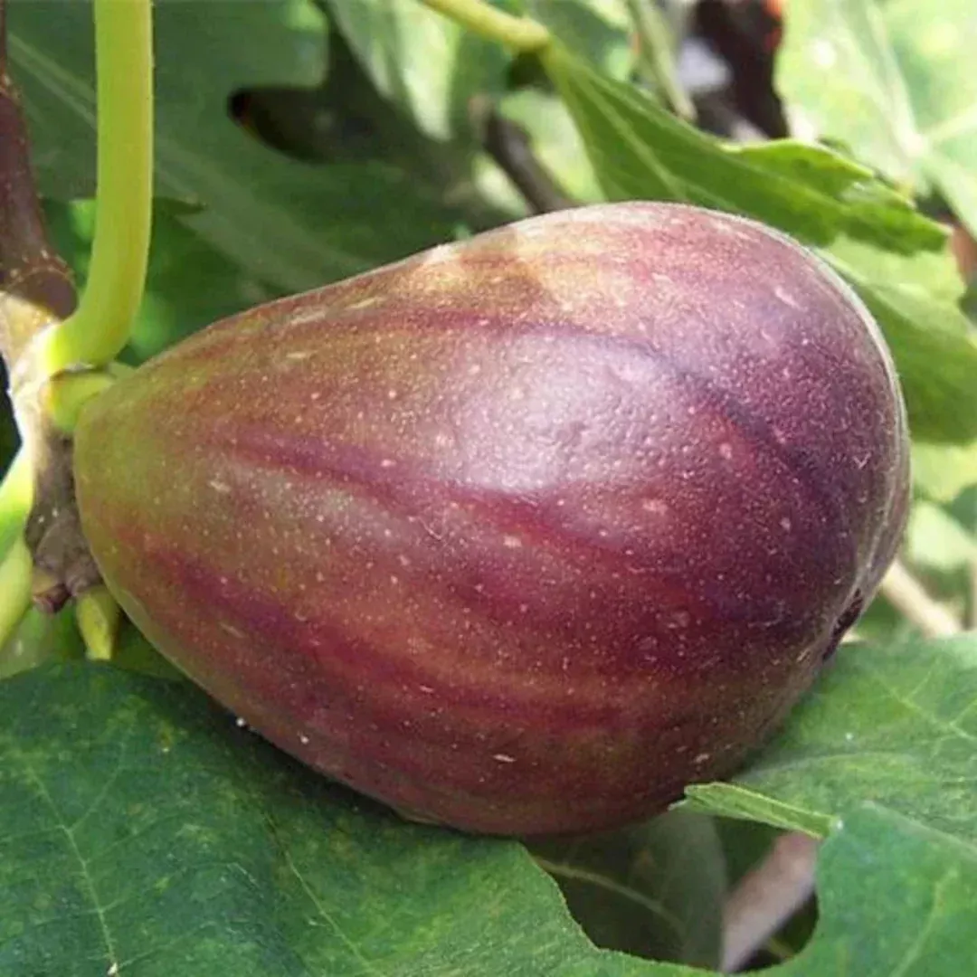 Texas Everbearing Fig Tree