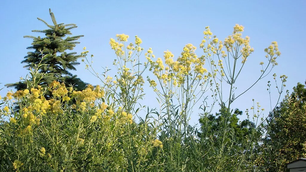Thalictrum flavum ssp. glaucum | yellow meadow rue