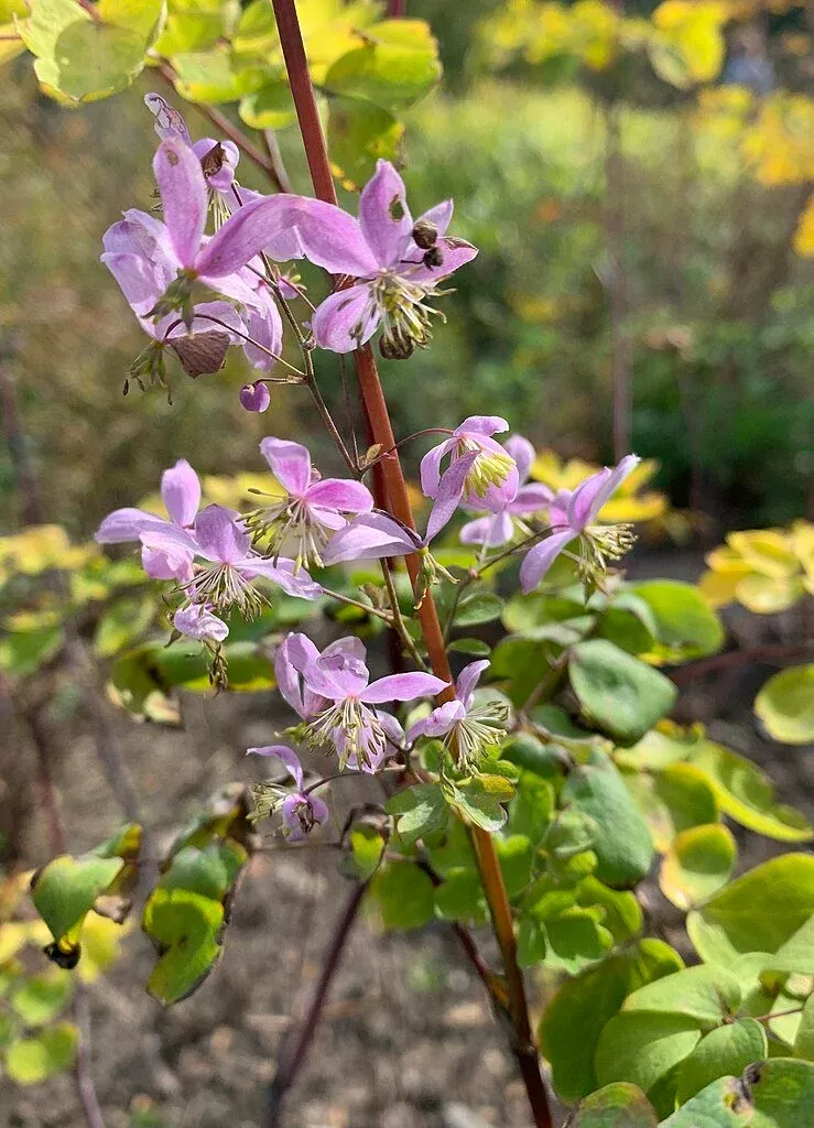 Thalictrum rochebruneanum var. grandisepalum | meadow rue