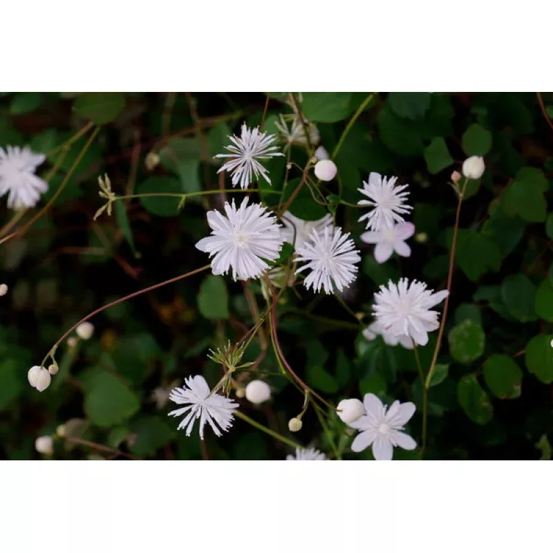 Thalictrum urbaini Taiwan Baika