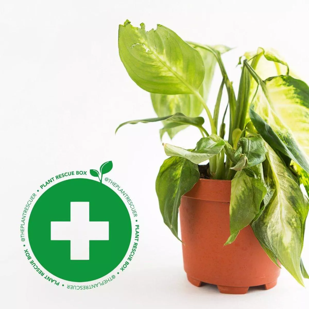 @ThePlantRescuer Rescue Box