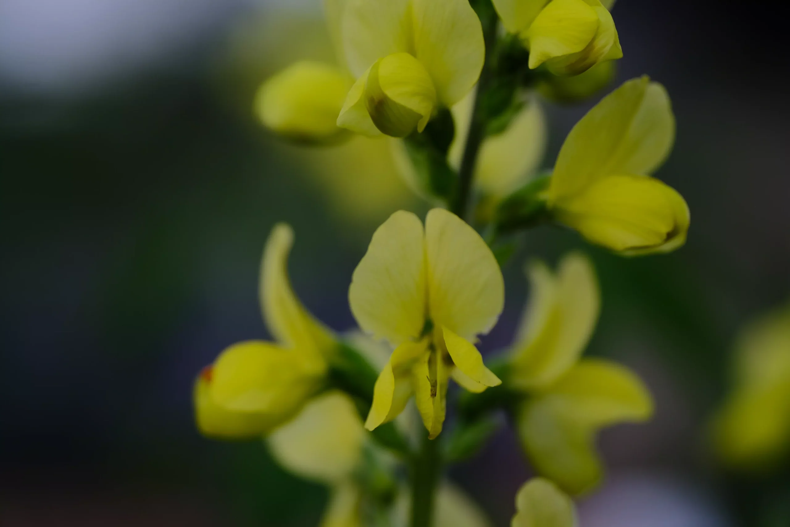 Thermopsis lanceolata | yellow false lupine