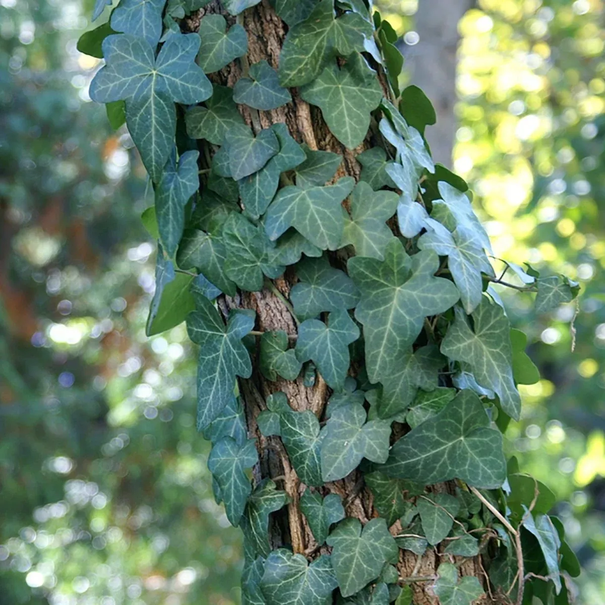 Thorndale Ivy