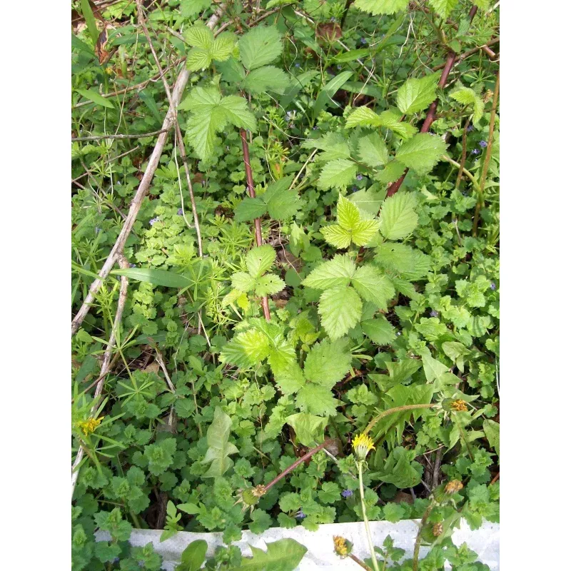 Thornless Blackberry Bush Rooted Cutting – Set of 2