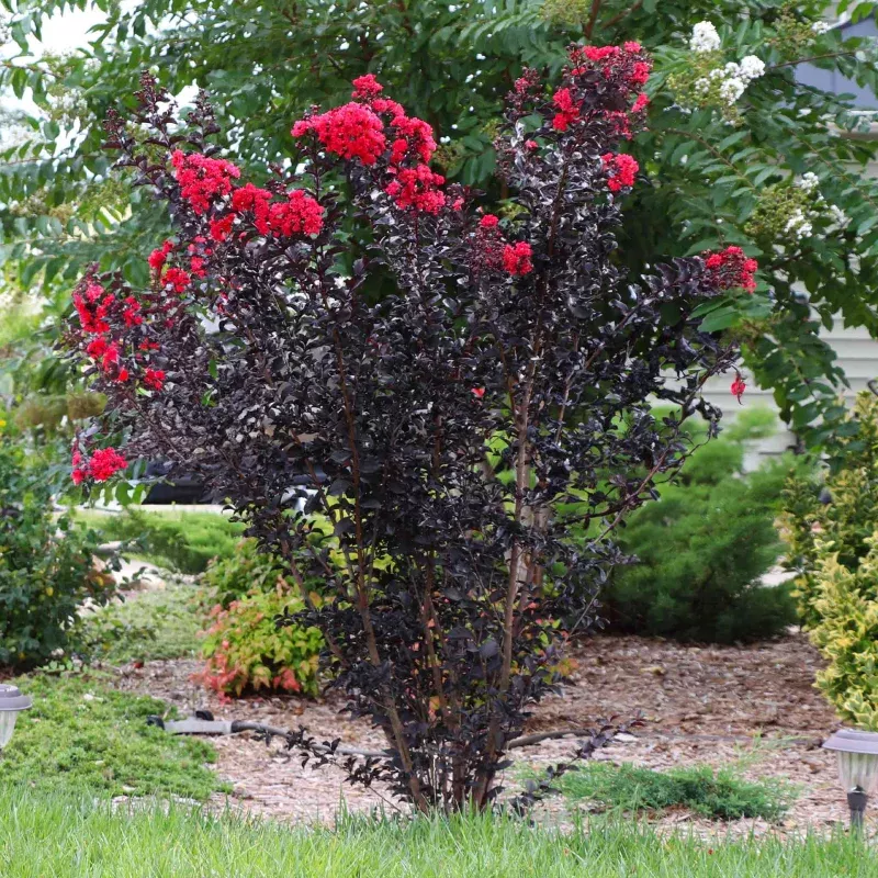 Thunderstruck Rumblin Red Crape Myrtle