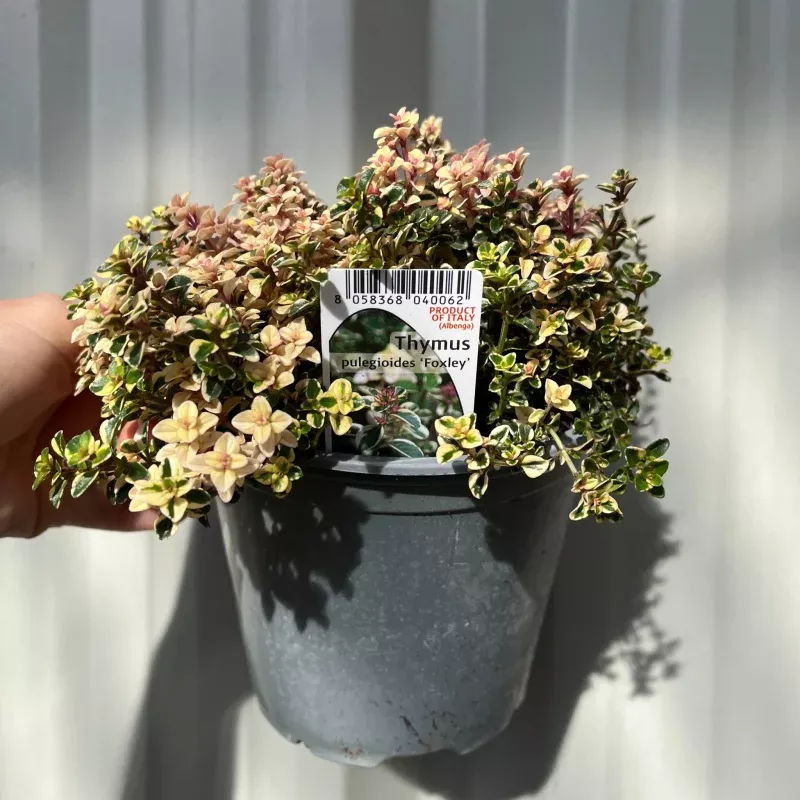 Thymus pulegioides 'Foxley' (Foxley Thyme) 1.5L