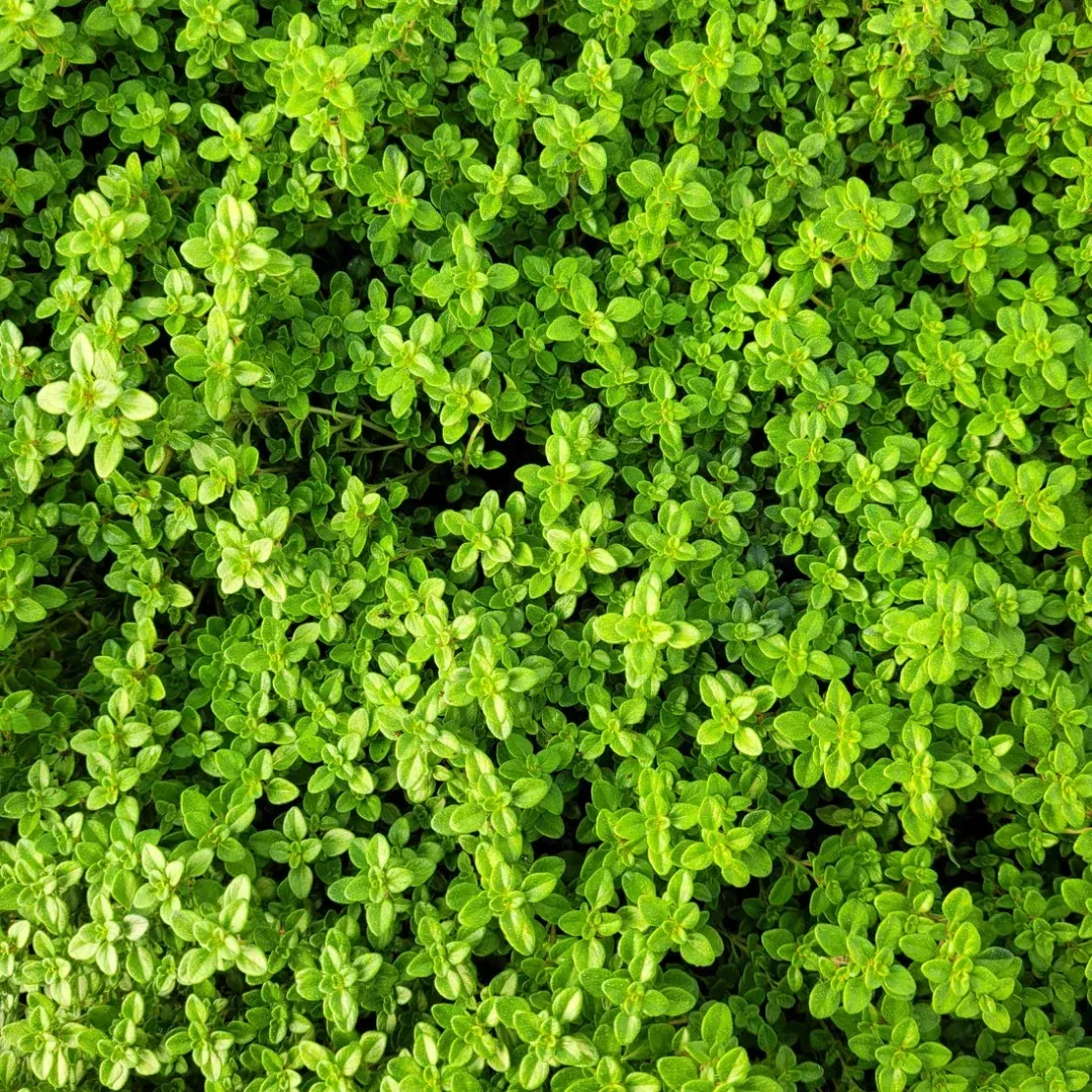 Thymus x citriodorus 'Archer's Gold'