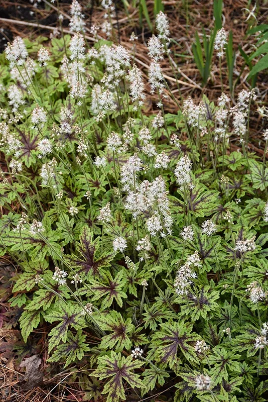 Tiarella Foam Flower Cutting Edge