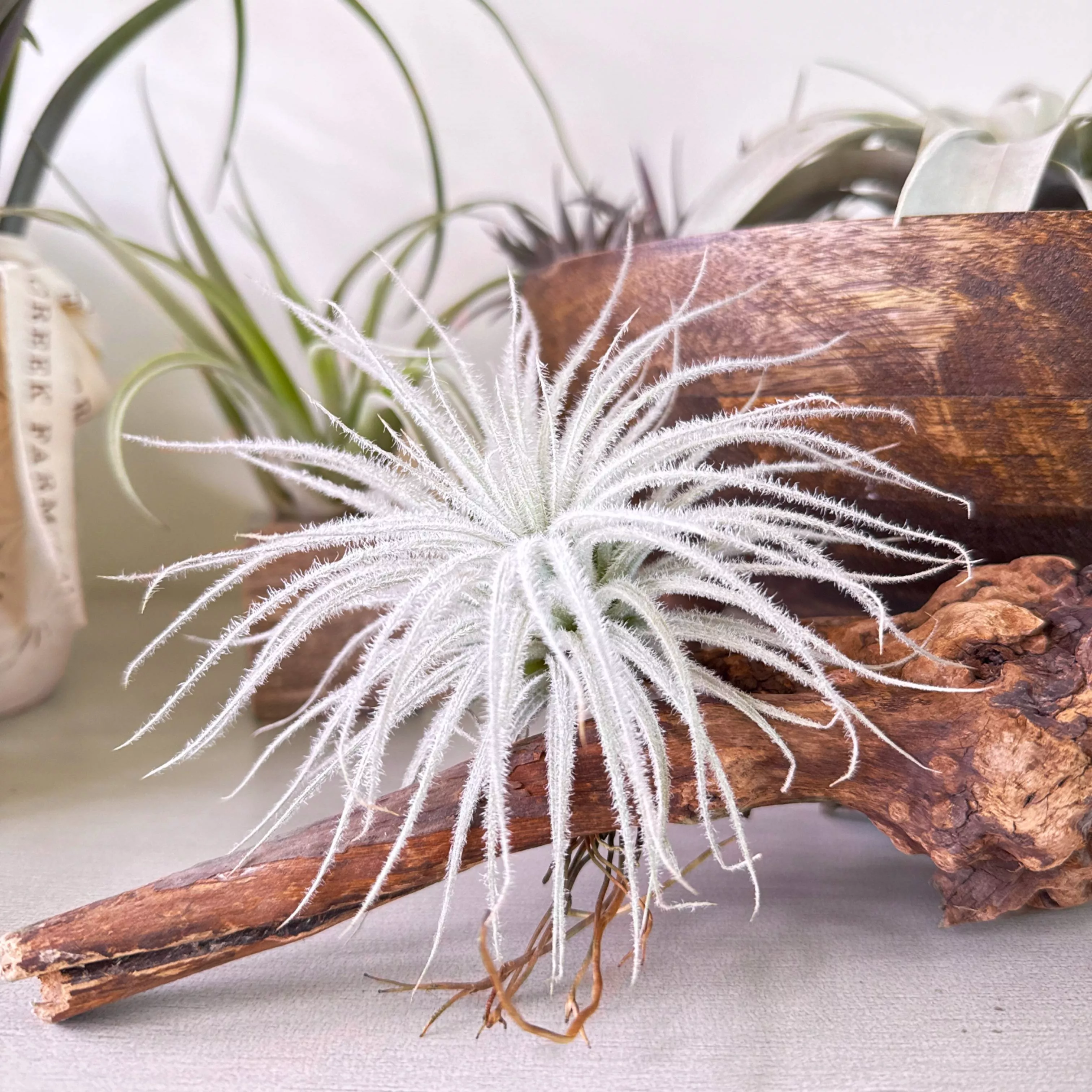 Tillandsia Tectorum (Ecuador)
