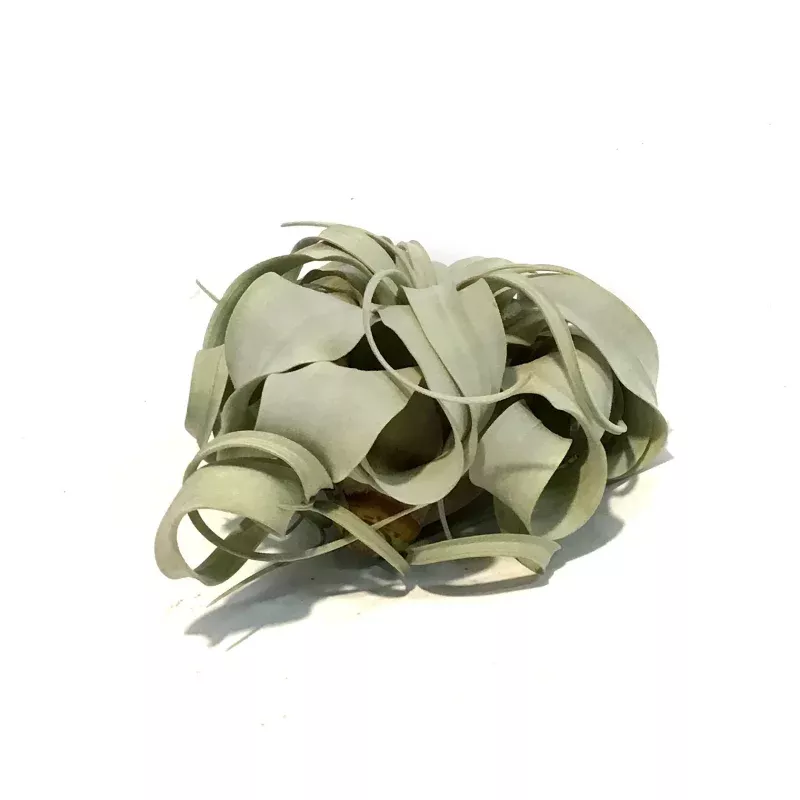 Tillandsia Xerographica 5-6, Medium
