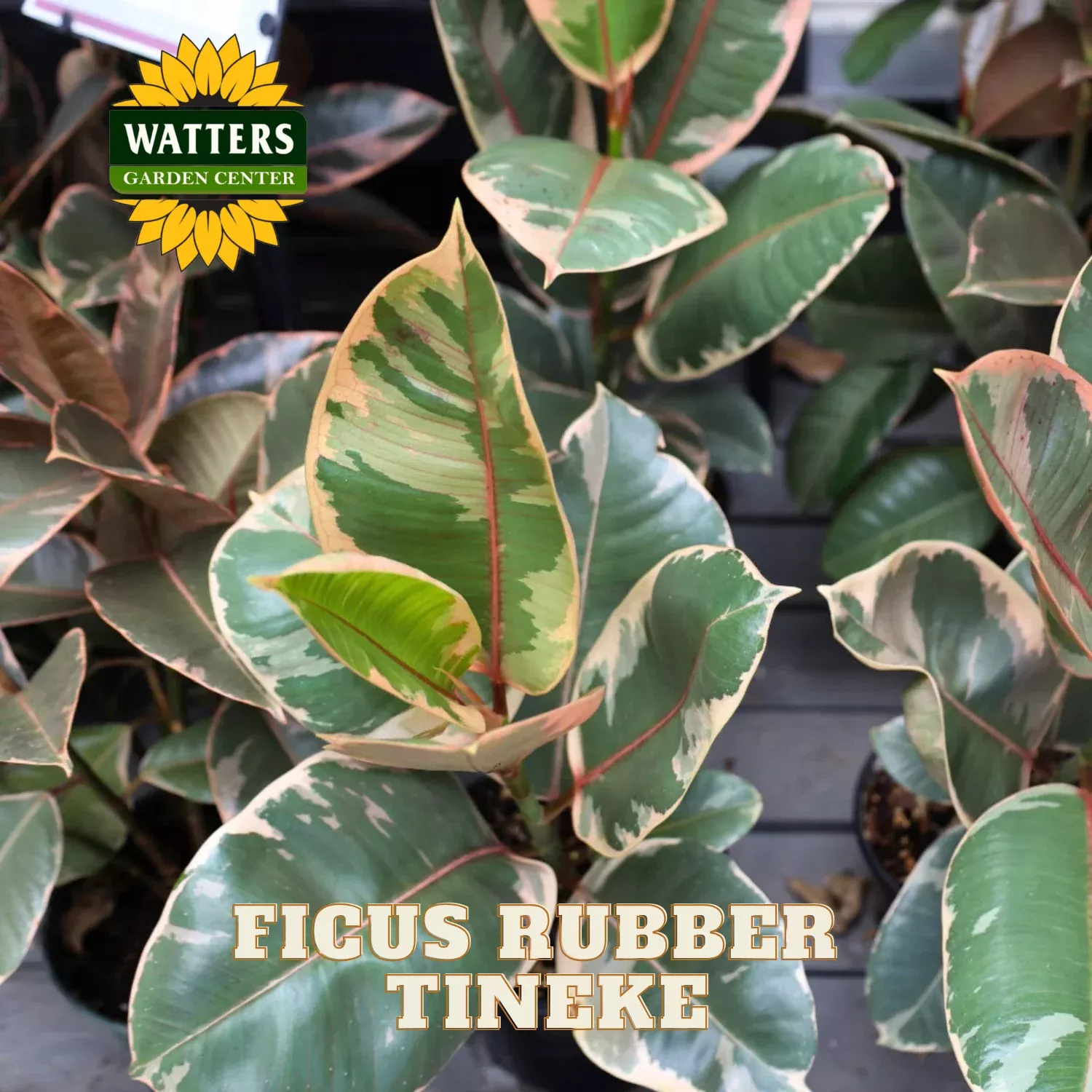 TINEKE RUBBER PLANT 6in