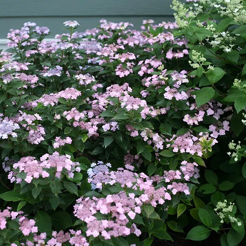 Tiny Tuff Stuff Mountain Hydrangea