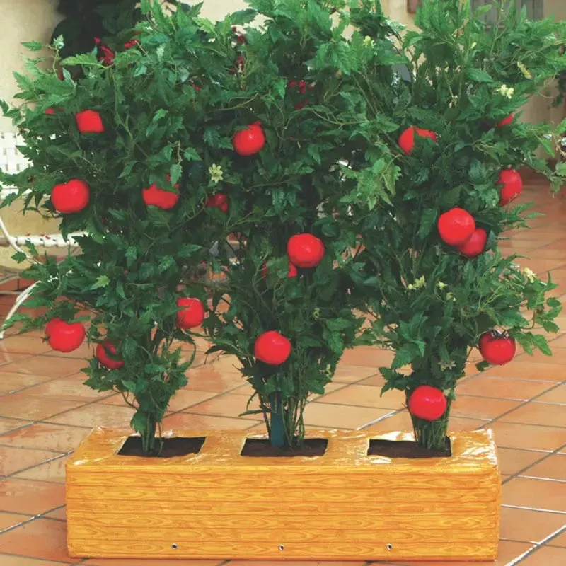 Tomato Factory