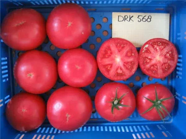 Tomimaru Muchoo F1 Beefsteak Tomato