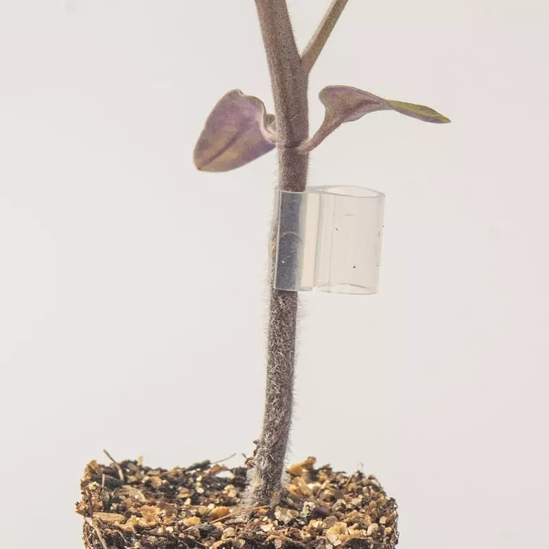 Top-Grafting Clips With Channel – 1.5 Mm