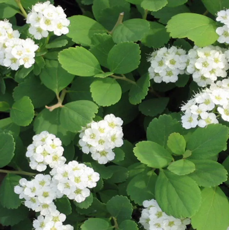 Tor Birchleaf Spirea