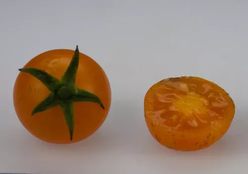 Toronjina F1 Cherry Tomato