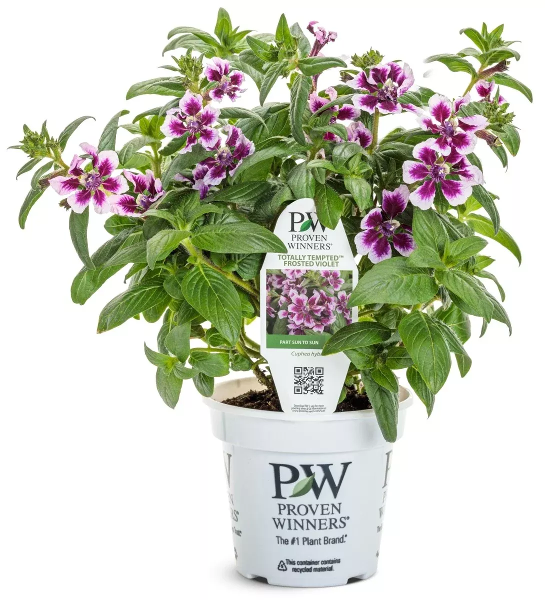 Totally Tempted™ Frosted Violets Cuphea