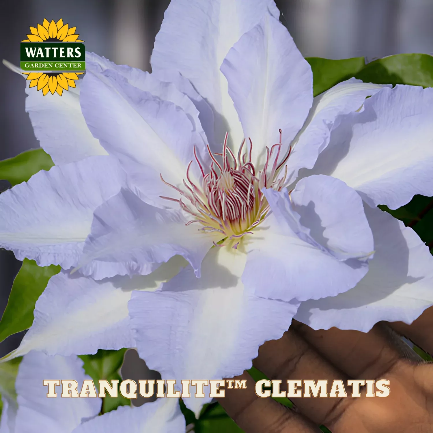 Tranquilite™ Clematis (Clematis “EVIPO103’) – 1 gallon