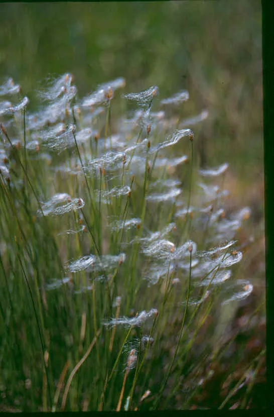 Trichophorum alpinum | alpine bulrush