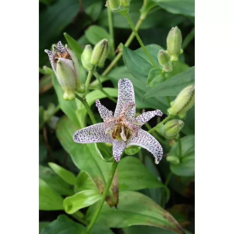 Tricyrtis ravenii Raving Beauty
