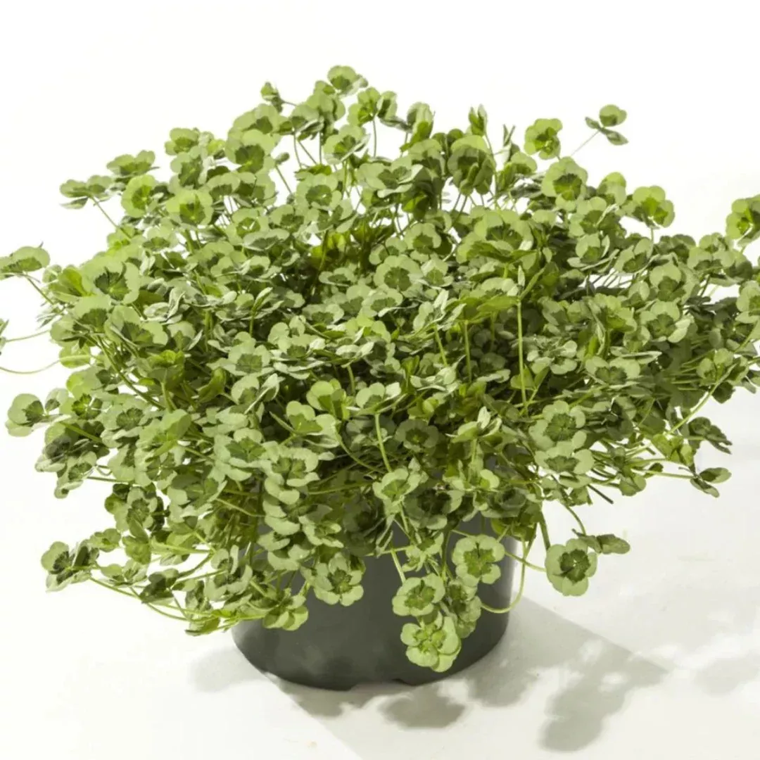 Trifolium repens 4 Luck ‘Green Glow’ Clover