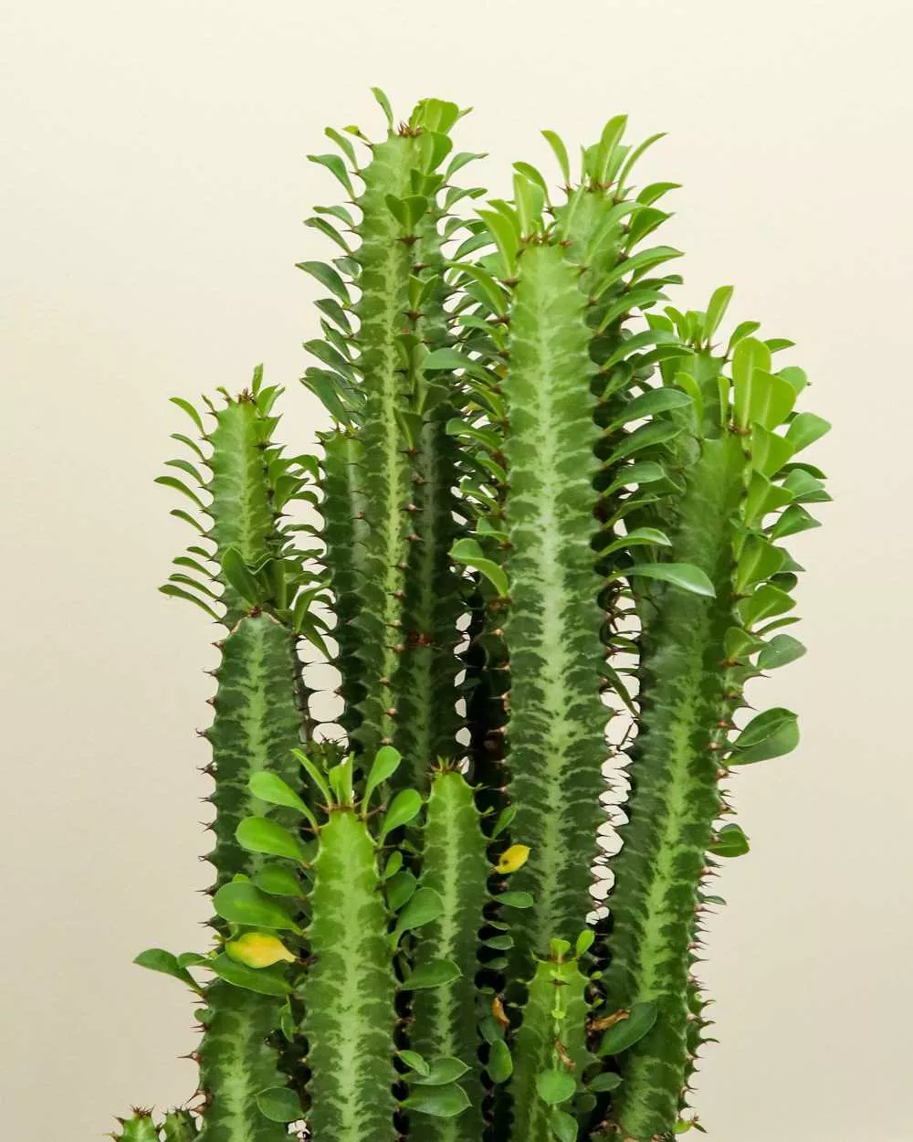 TRIGONA EUPHORBIA 6in