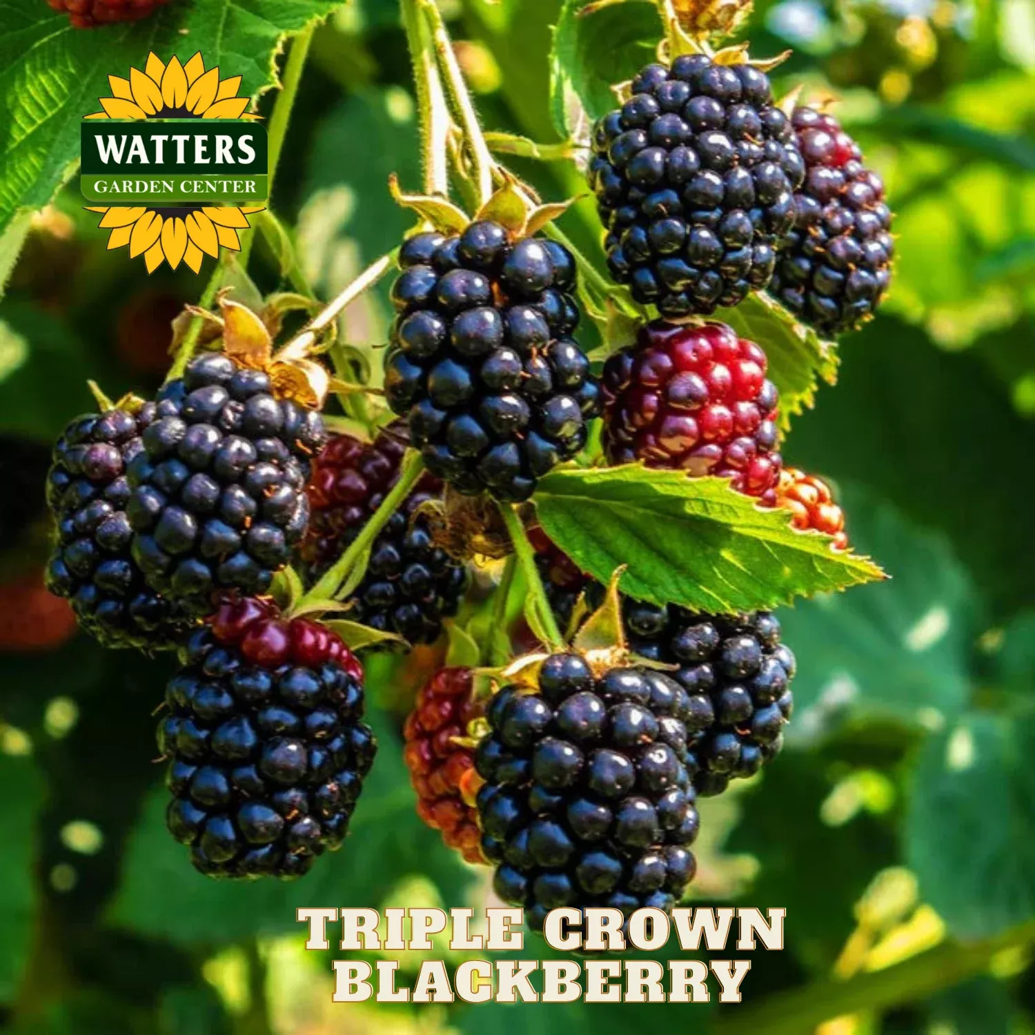 Triple Crown Thornless Blackberry – 1 gal 10″