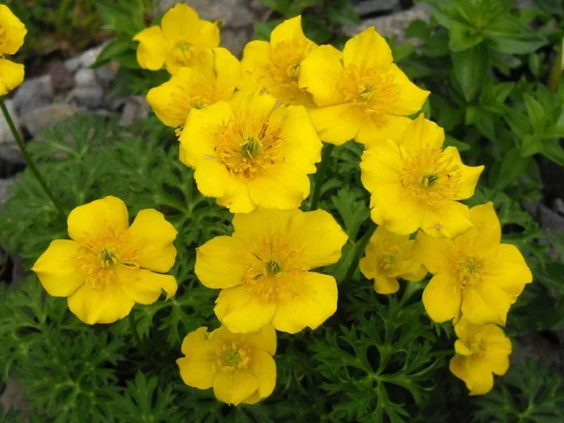 Trollius pumilus | dwarf globe flower