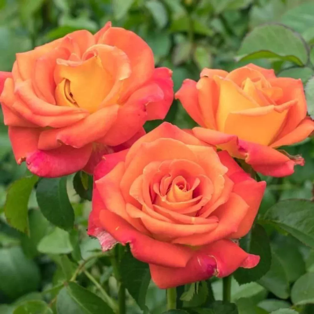 Tropicana Hybrid Tea Rose