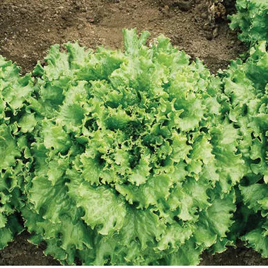 TropicanaGreenleaf Lettuce (Batavia), pelleted seed