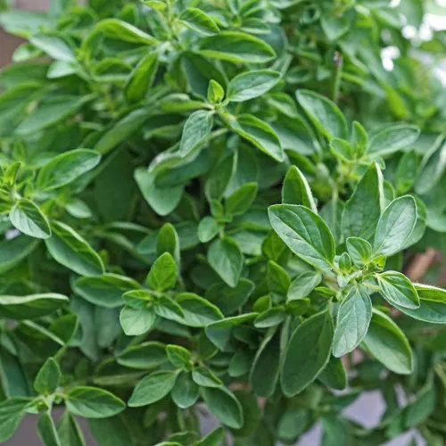 True Greek Oregano Seeds - (Origanum heracleoticum)