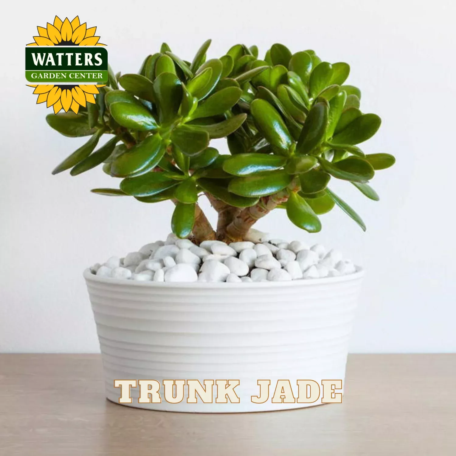 TRUNK JADE 8 IN.