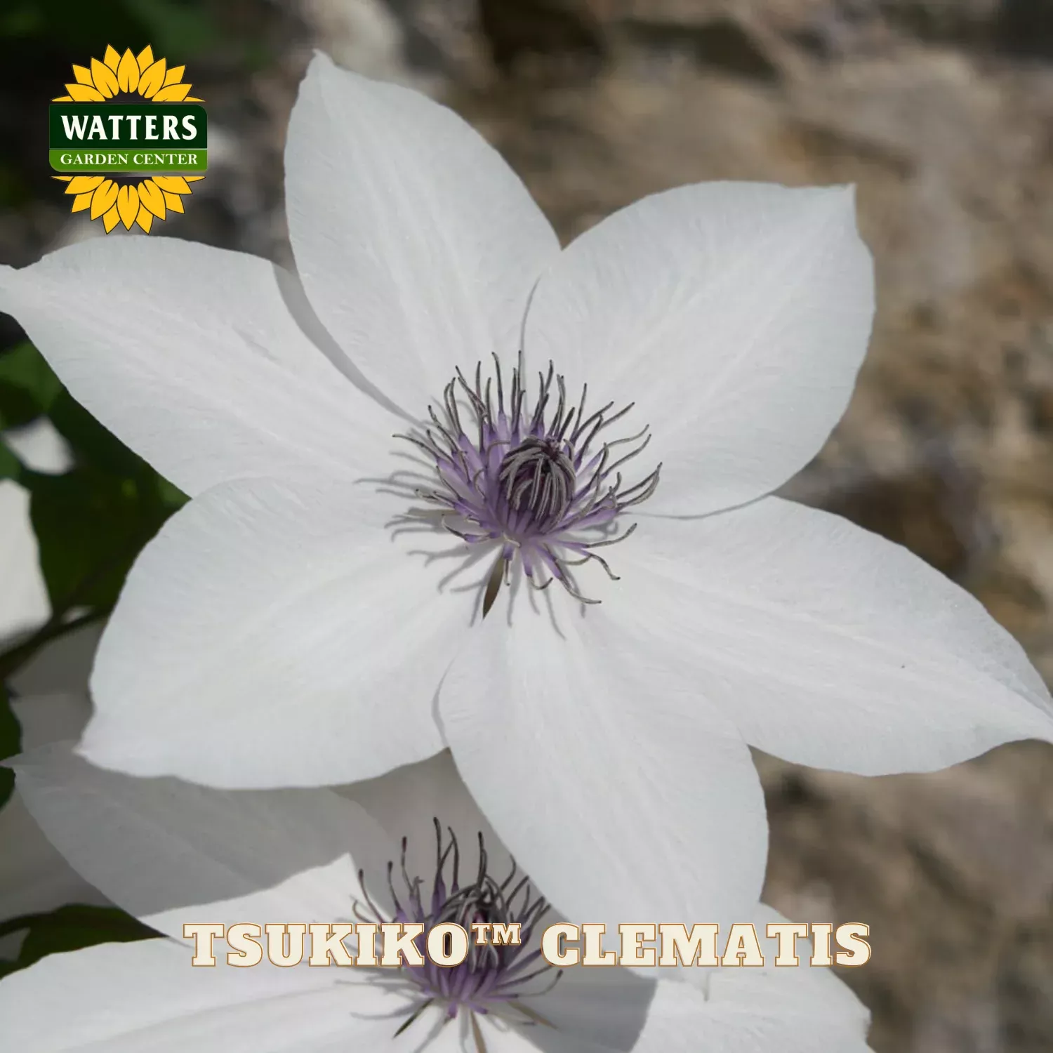 Tsukiko™ Clematis (Clematis tsukiko) – 1 gallon