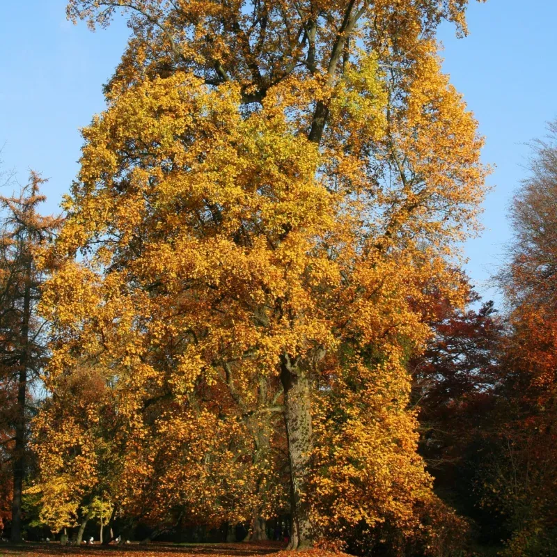 Tulip Tree | Liriodendron tulipifera