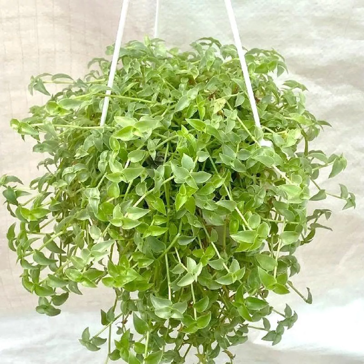 Turtle vine Callisia repens 8211 Plant