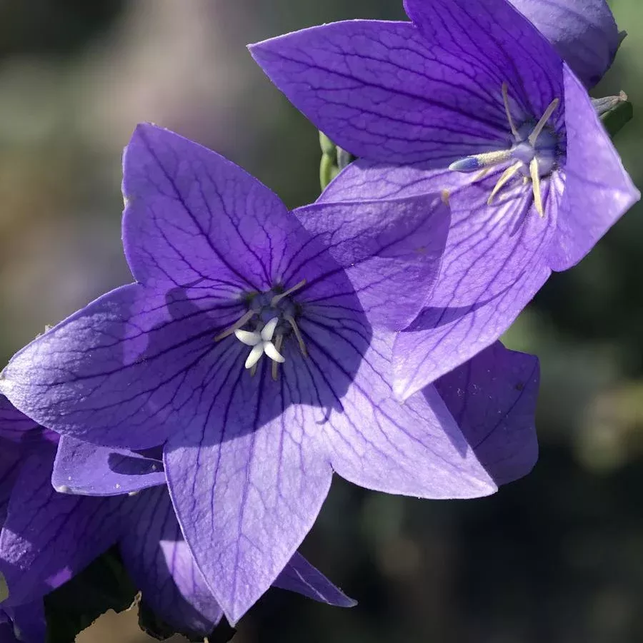 Twinkle Blue Balloon Flower