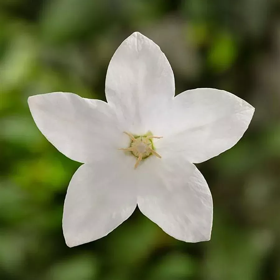 Twinkle White Balloon Flower
