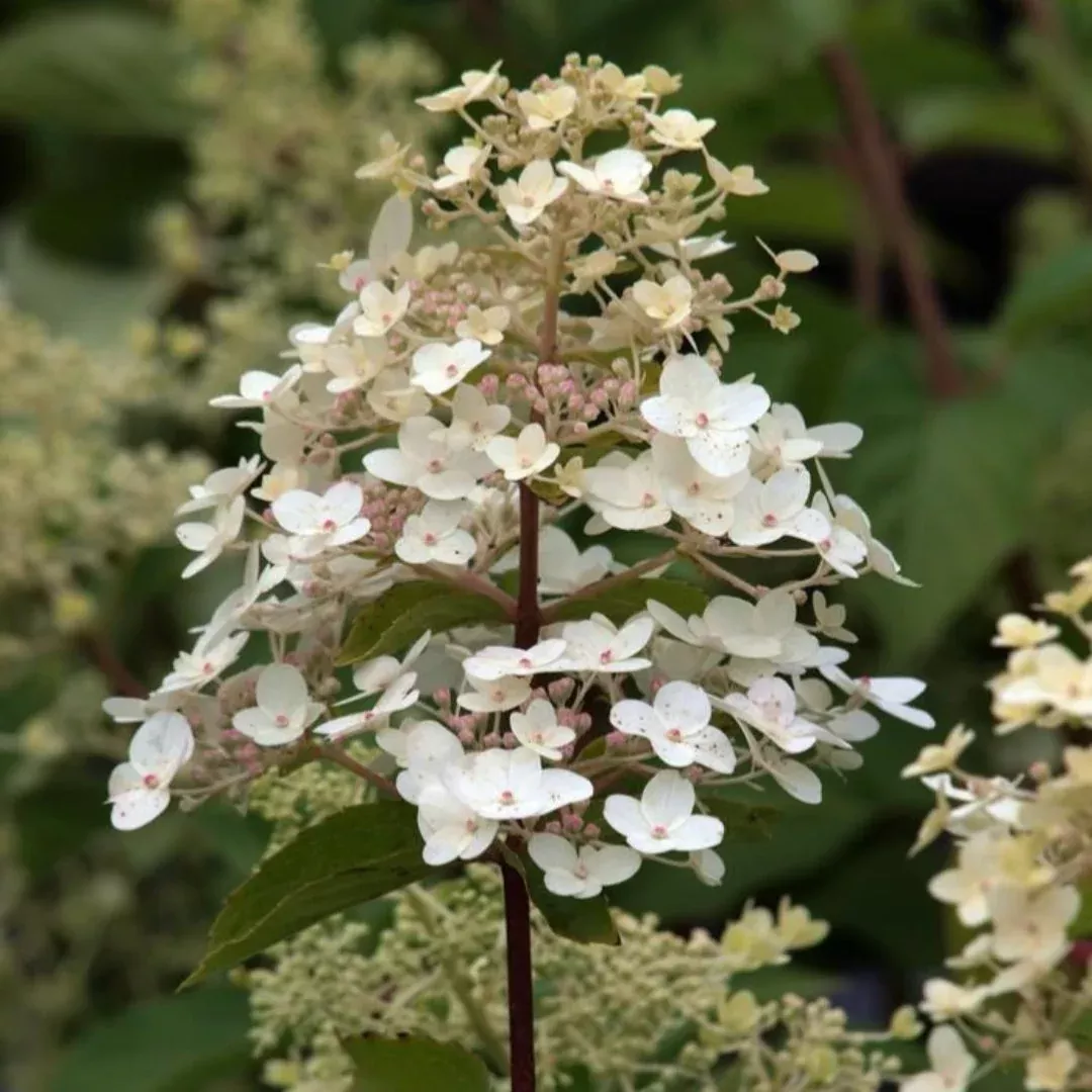 Unique Panicle Hydrangea – Massive White Cones to Soft Pink (H. paniculata 'Unique')