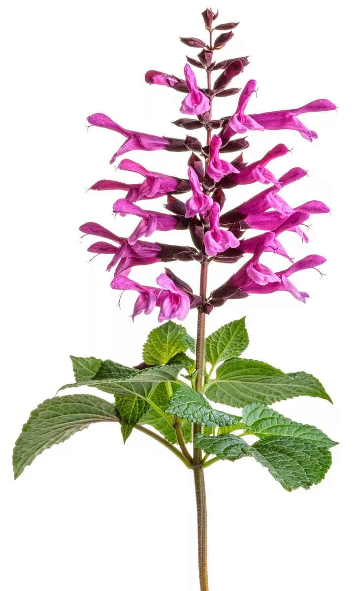 Unplugged™ Pink Salvia Hybrid