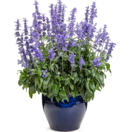 Unplugged™ So Blue™ Salvia