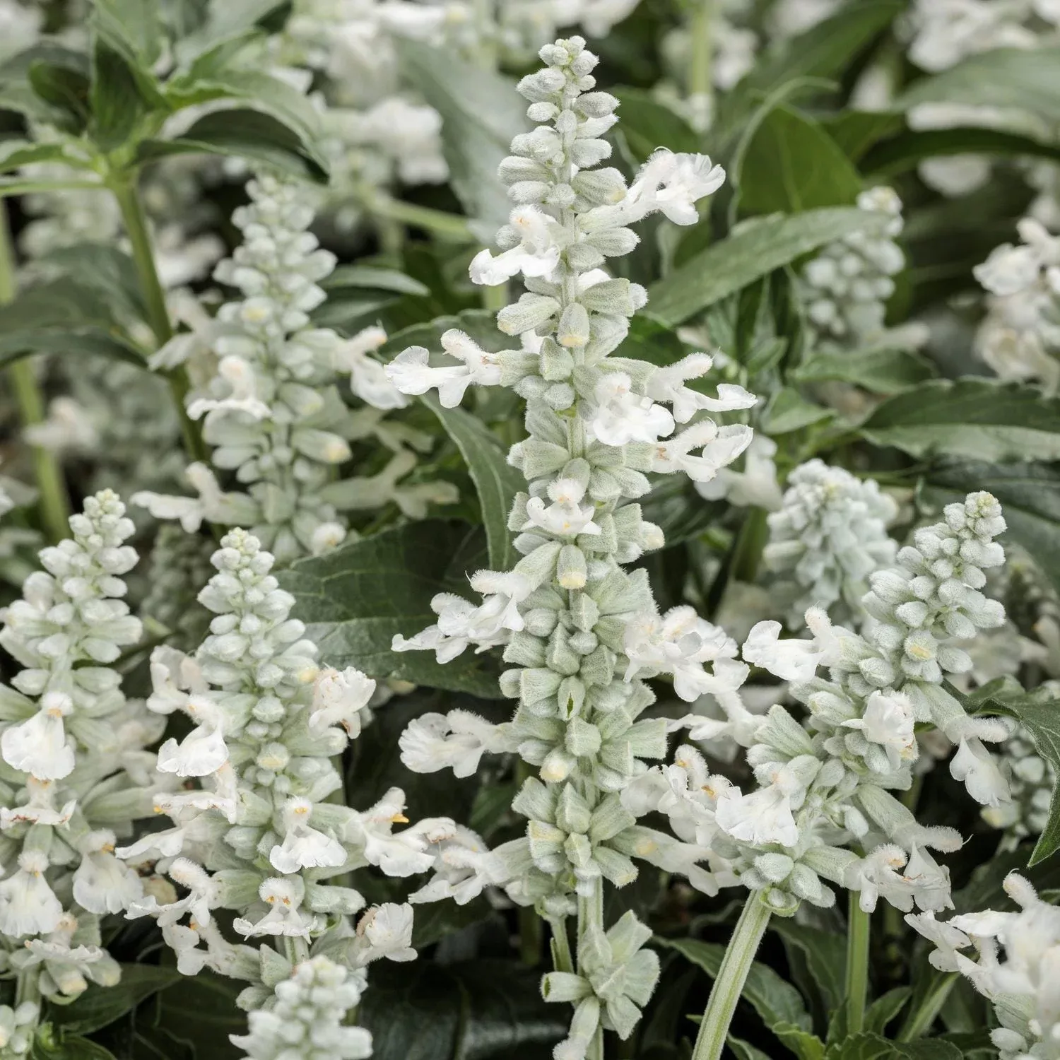 Unplugged™ White Salvia