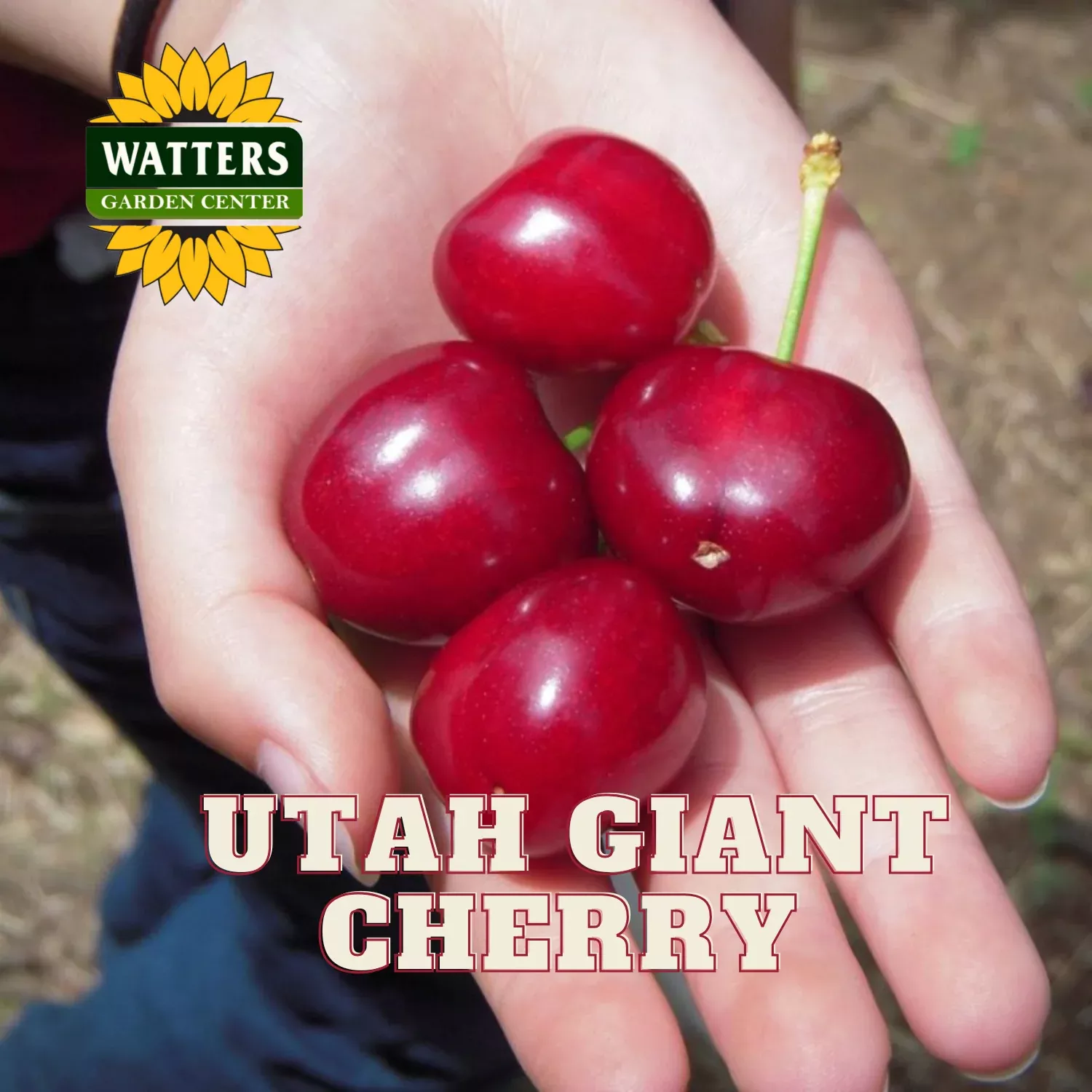 UTAH GIANT CHERRY TREE 7gal