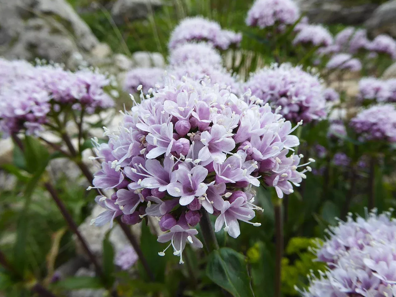 Valeriana montana | mountain valerian