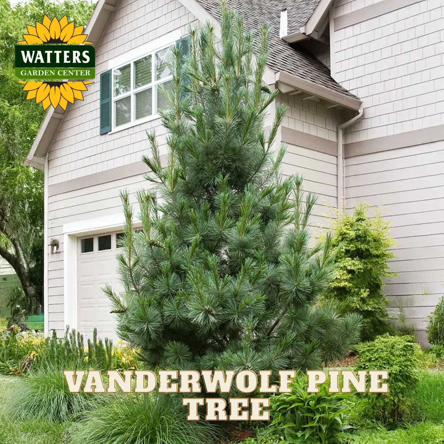 VANDERWOLF PINE TREE 7gal