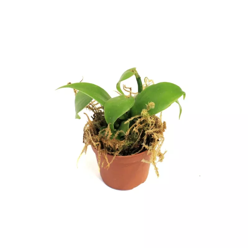 Vanilla Orchid, 2in